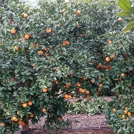 Le Boucanier דירה